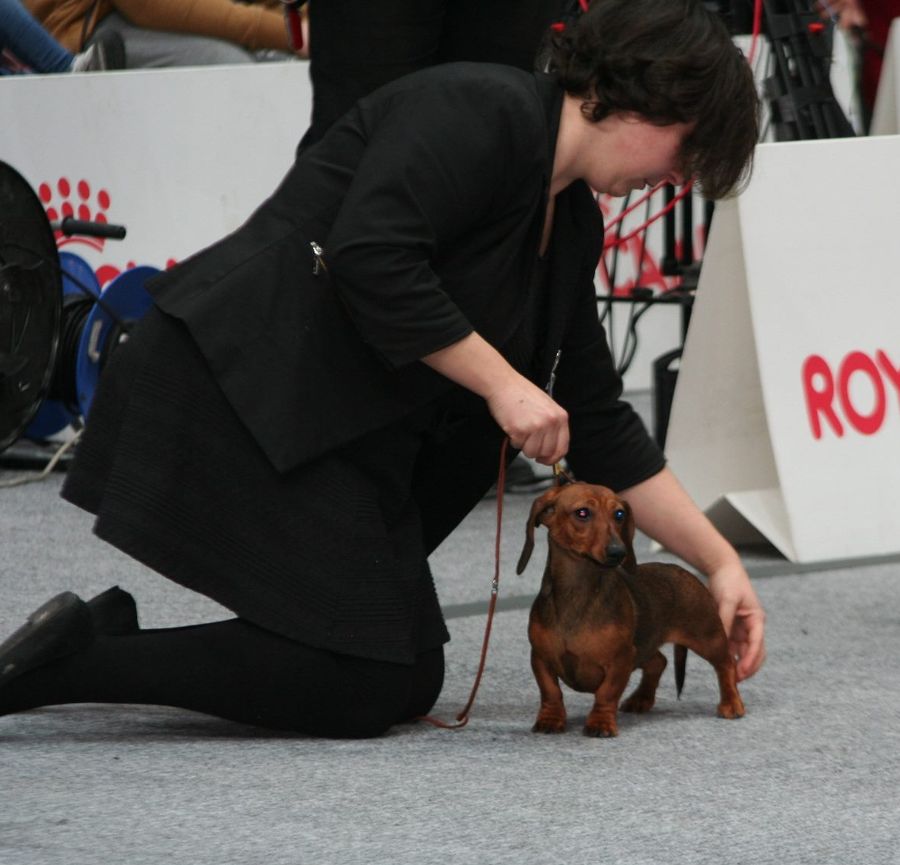 Dachshund kaninchen Pistoia